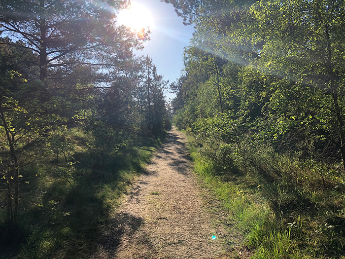 Natur fra Annebjerg Plantage